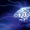Некоторые научные исследования работы мозга или загадки серого вещества Сколько мозга использует человек