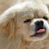 Почему собака в жару высовывает язык Почему собаки вытаскивают язык